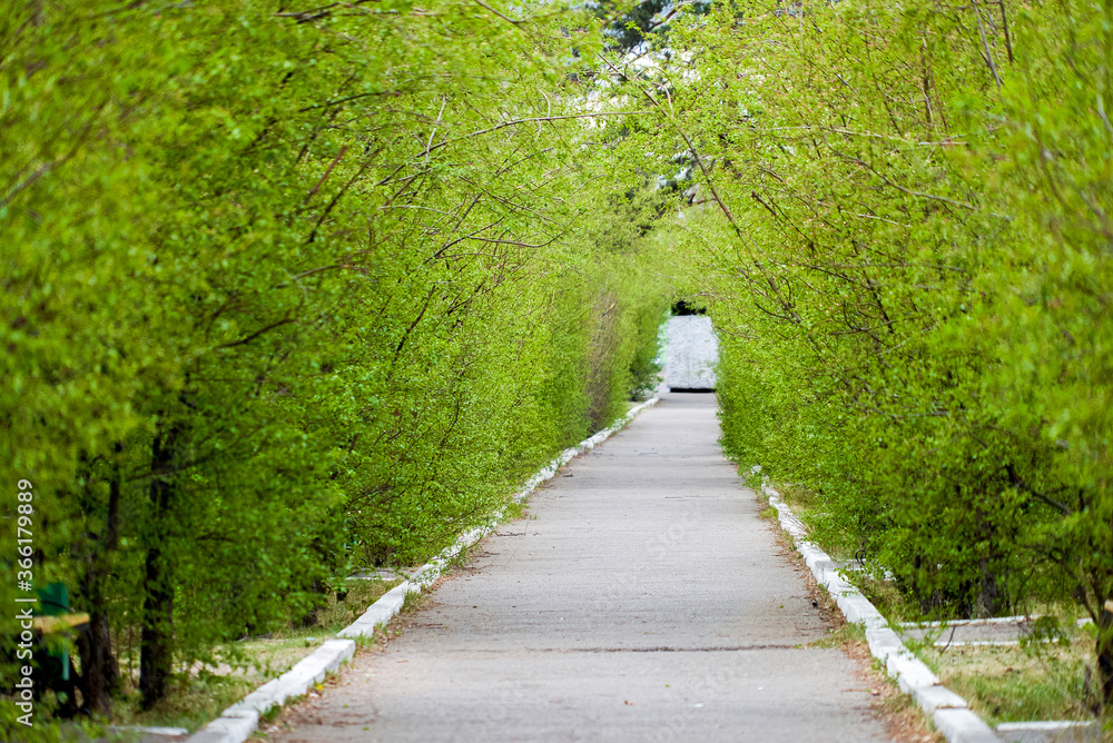 asphalt path in the park in spring between green trees asphalt path in the park in spring between green trees