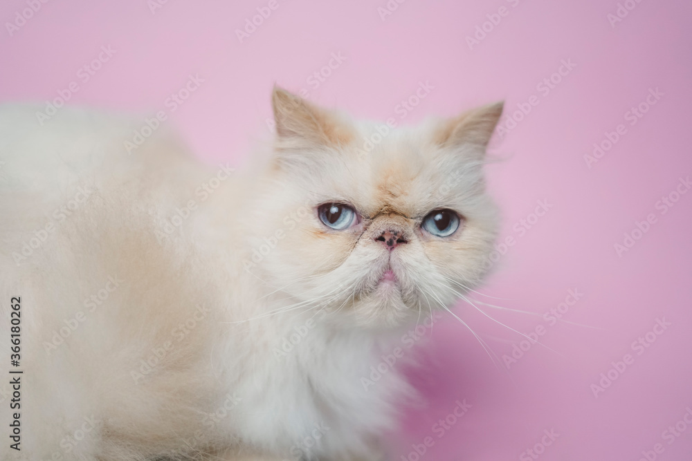 Himalayan Cat Cream Point on pink background Himalayan Cat Cream Point on pink background