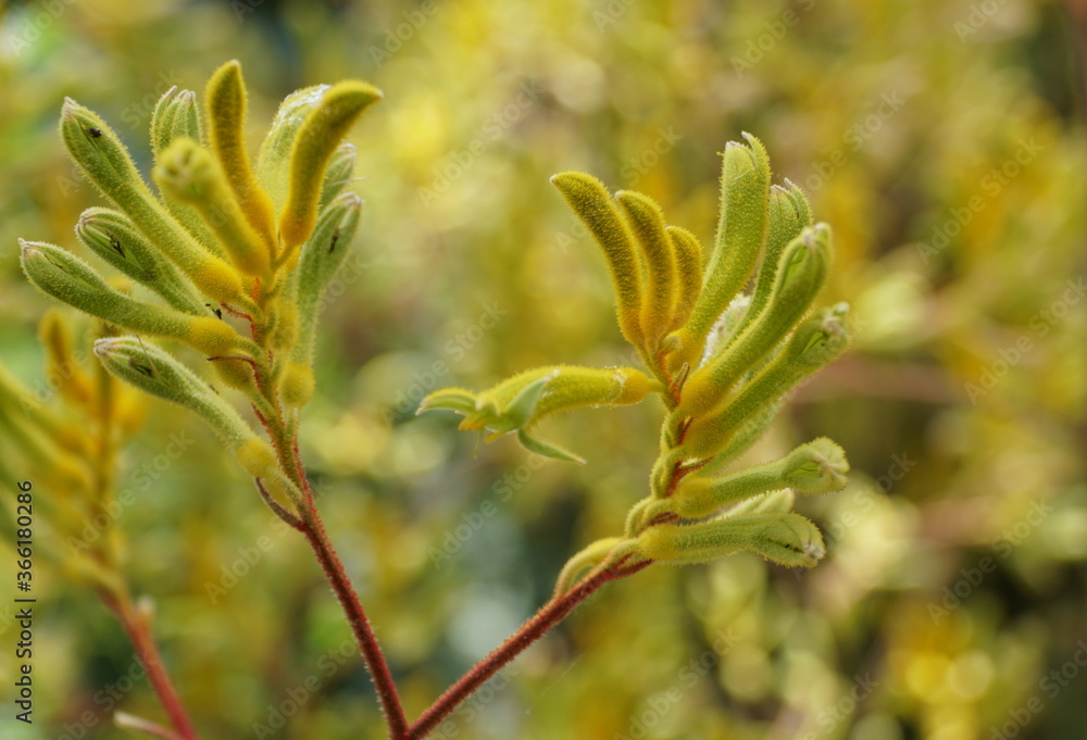 Tiny flowers of Kangaroo-Paws 'Big Roo Yellow' Tiny flowers of Kangaroo-Paws 'Big Roo Yellow'