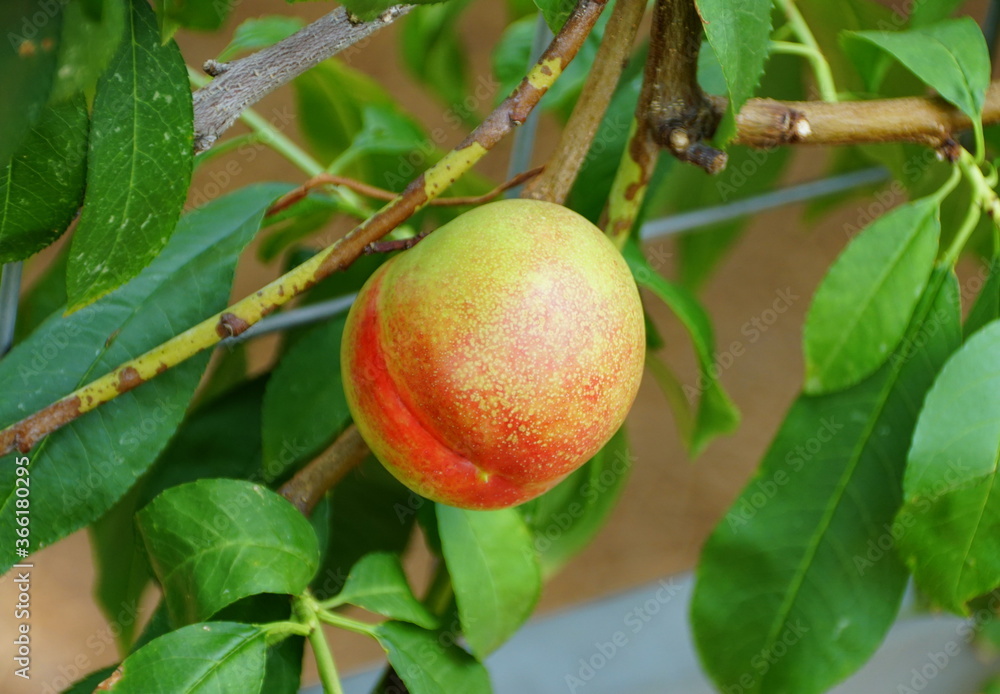 A green and red nectarine 'Fantasia' fruit on the tree