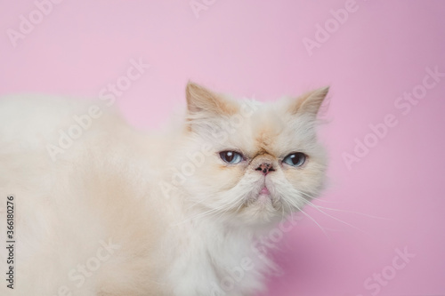 Himalayan Cat Cream Point on pink background