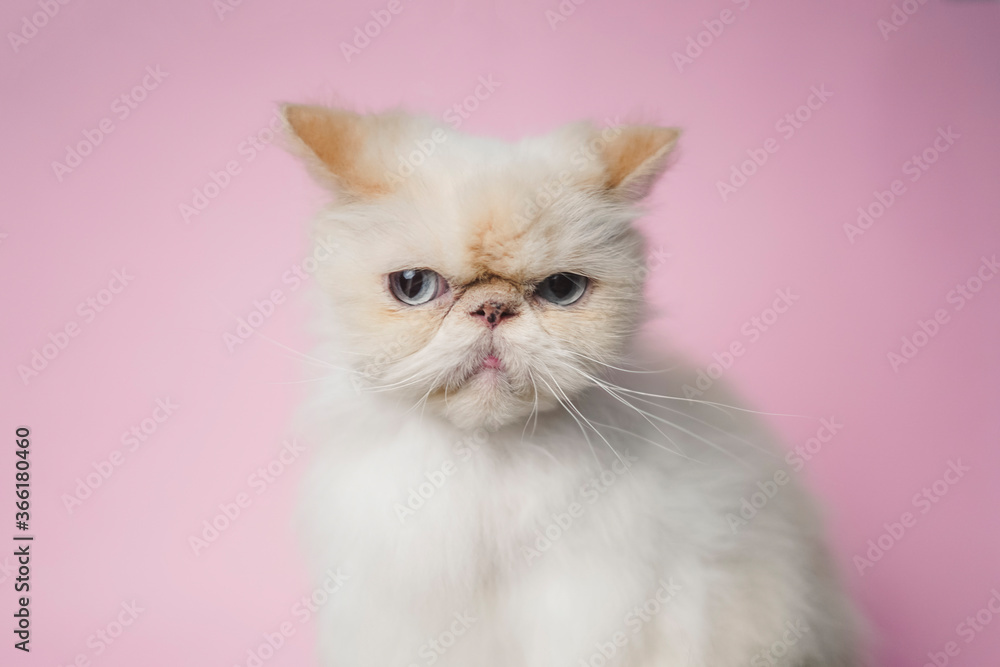 Himalayan Cat Cream Point on pink background