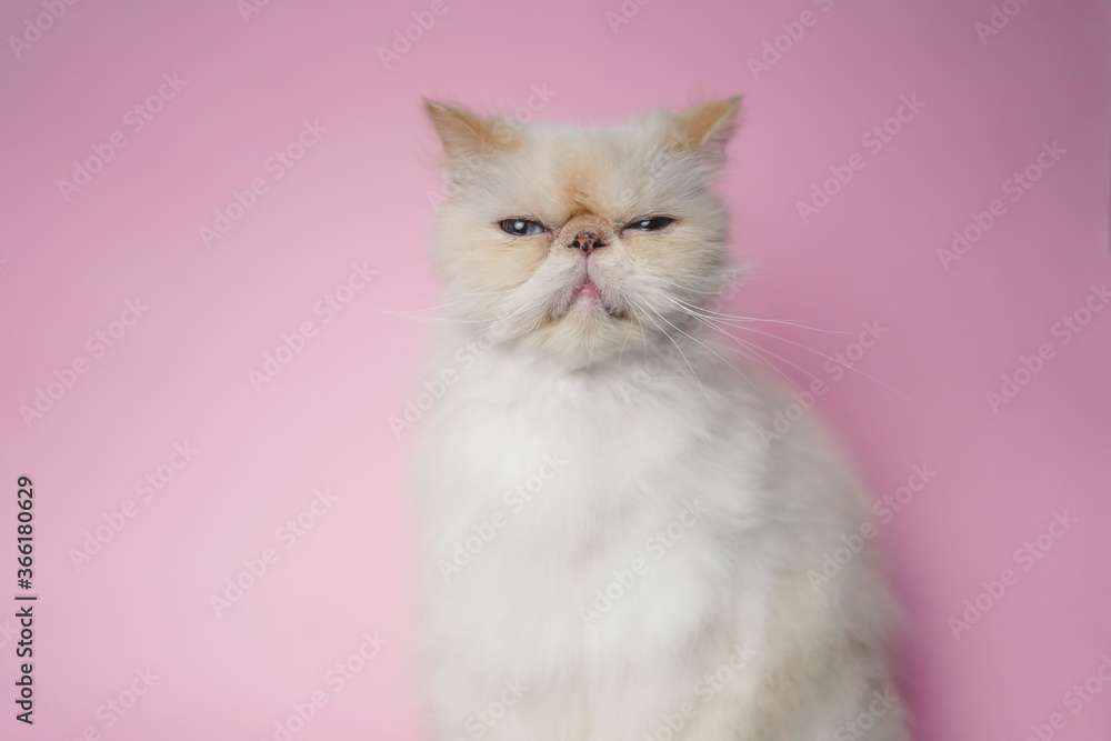 Himalayan Cat Cream Point on pink background