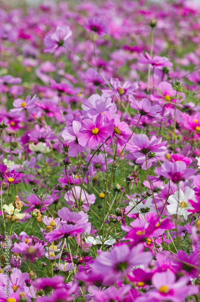 This is the Cosmos Garden.Cosmos flowers are in full bloom. This is the Cosmos Garden.Cosmos flowers are in full bloom.
