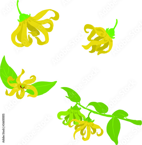 Ylang ylang illustration pack  photo