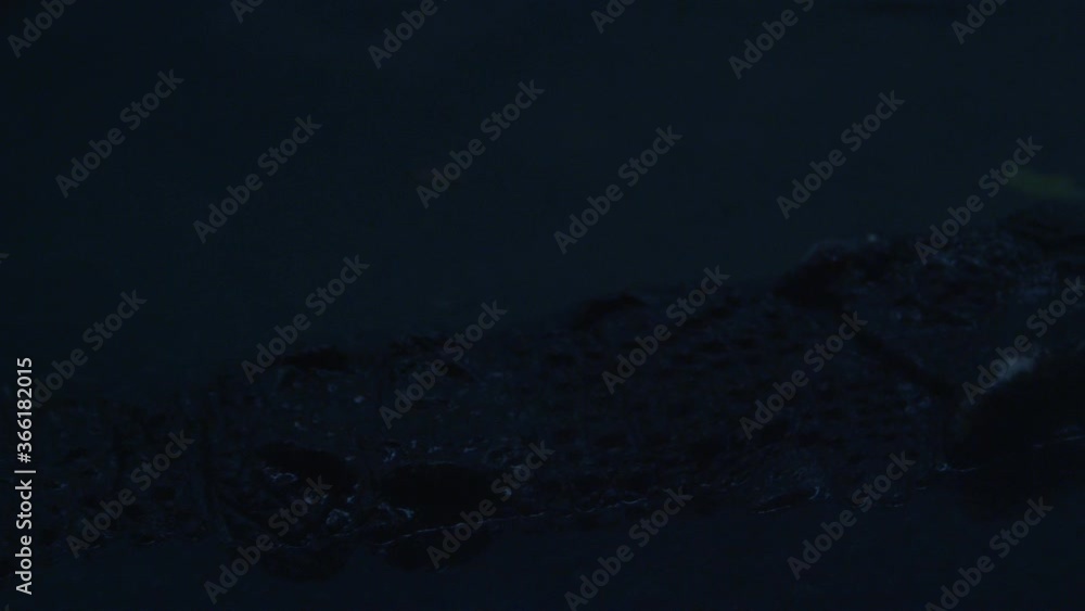 alligator swims by at night time revealing armour and scales on back. alligator swims by at night time revealing armour and scales on back.