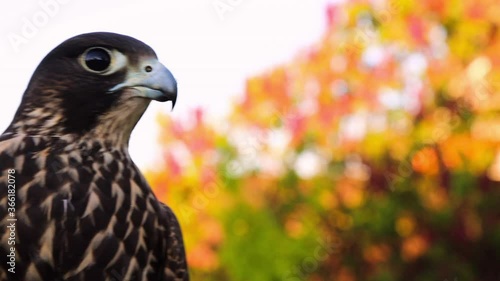 Majestic predator bird, elegant looking bird of prey, elite status, exotic pet photo