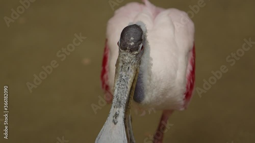 roseate spoonbill shaking its head slow motion. photo