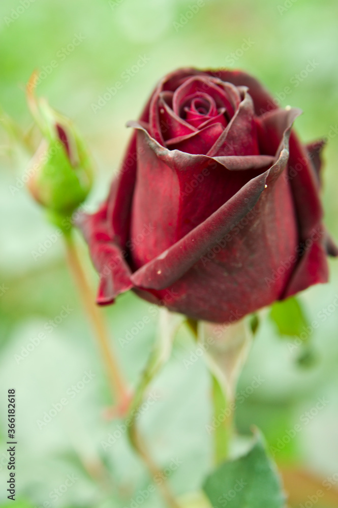 The name of this rose is The name of this rose is
