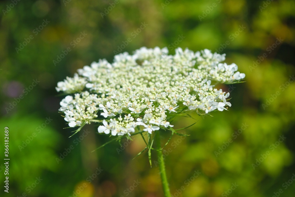 close up of a white flower close up of a white flower