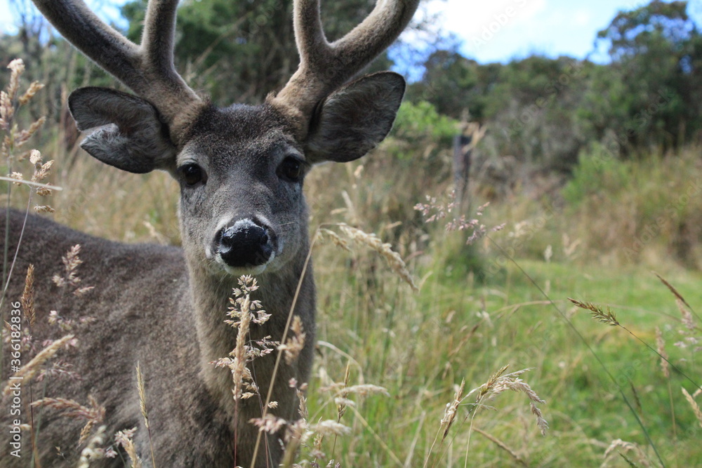 Venado Venado