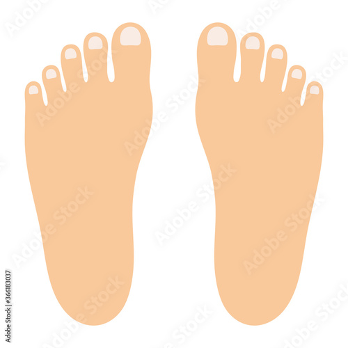 足の甲のベクターイラスト（主線なし）