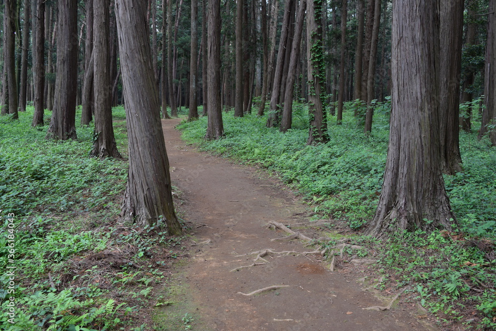 森林公園内の遊歩道 森林公園内の遊歩道