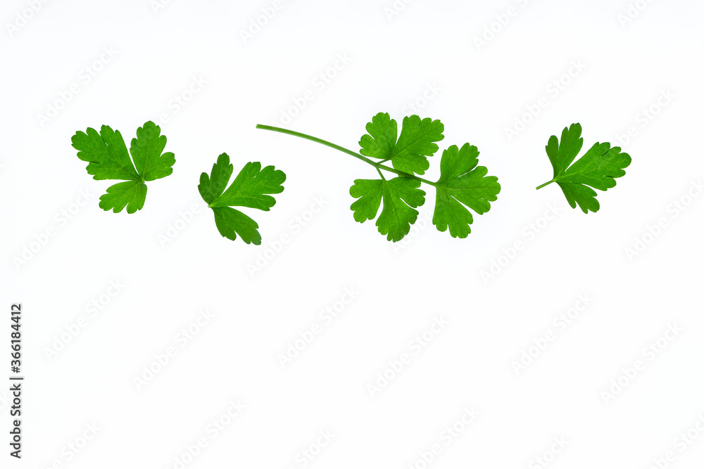 freshly picked Italian parsley leaves isolated on white background with copy space below freshly picked Italian parsley leaves isolated on white background with copy space below