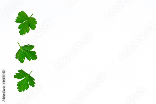 closeup of chopped parsley leaves on white background with copy space on right