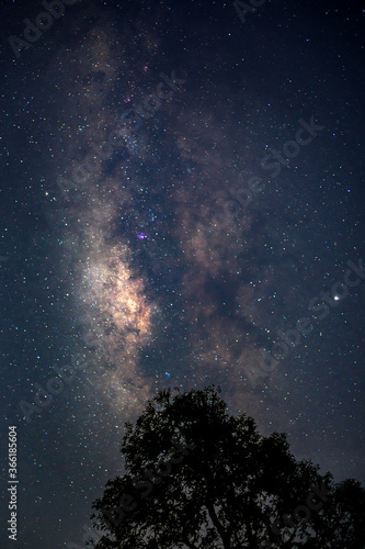 vertical milky way in the starry night sky with moon behind silhouette big tree