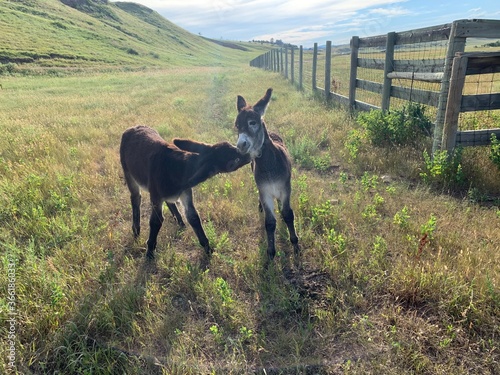 Two sibling burros fighting