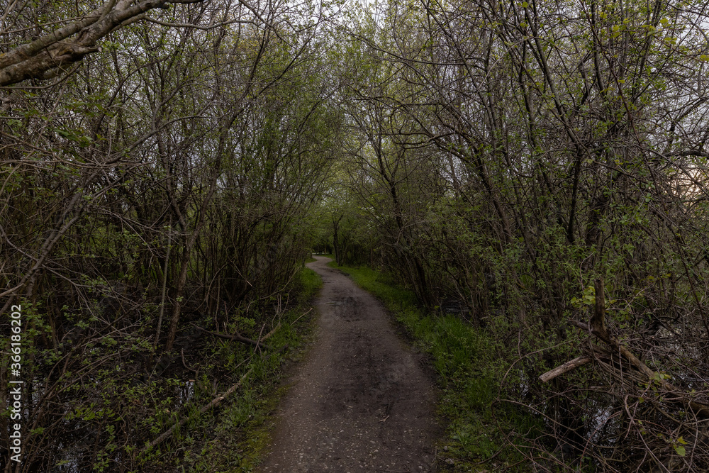 Naklejka premium Forest Patj