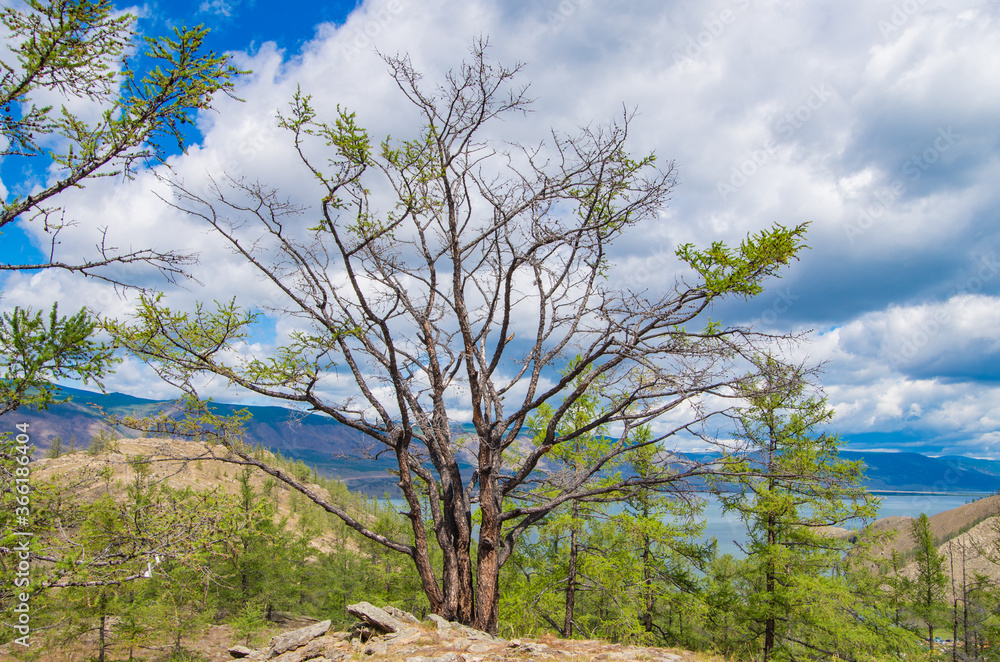 Scenic view of trees and coastline of Lake Baikal Scenic view of trees and coastline of Lake Baikal