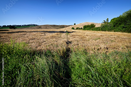 field and sky