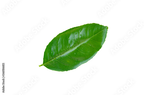 Green leaves isolated on white background with cliping paths