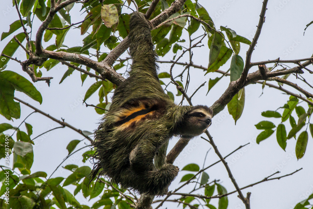 Obraz premium three toed sloth in tree