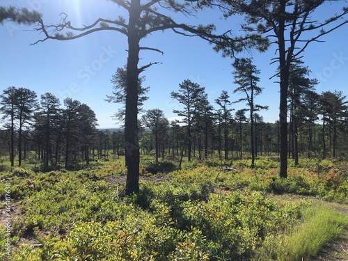 trees in the vineyard