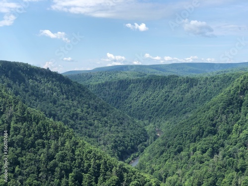 forest in the mountains