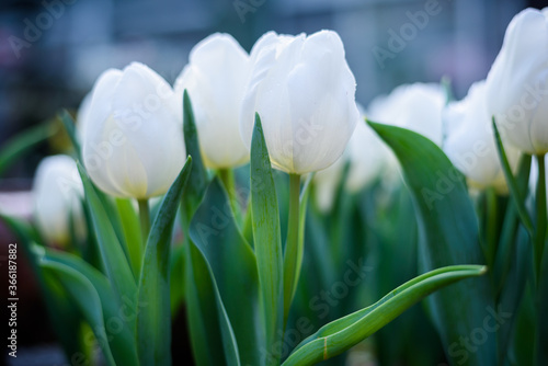 Beautiful white tulips flower in green house garden