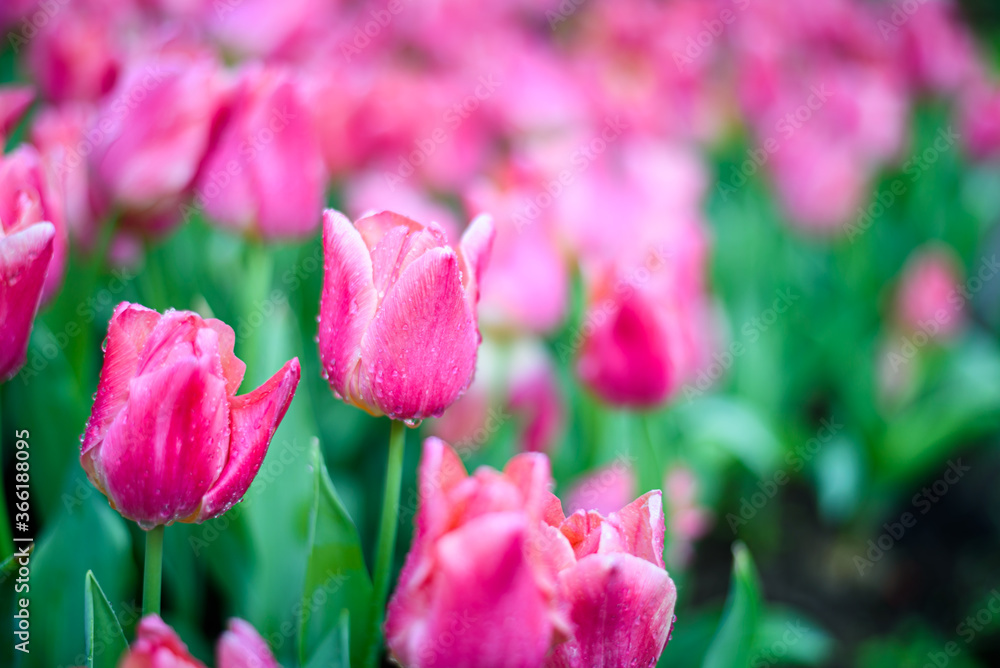 Beautiful purple pink tulips flower in the garden at morning with sunlight Beautiful purple pink tulips flower in the garden at morning with sunlight
