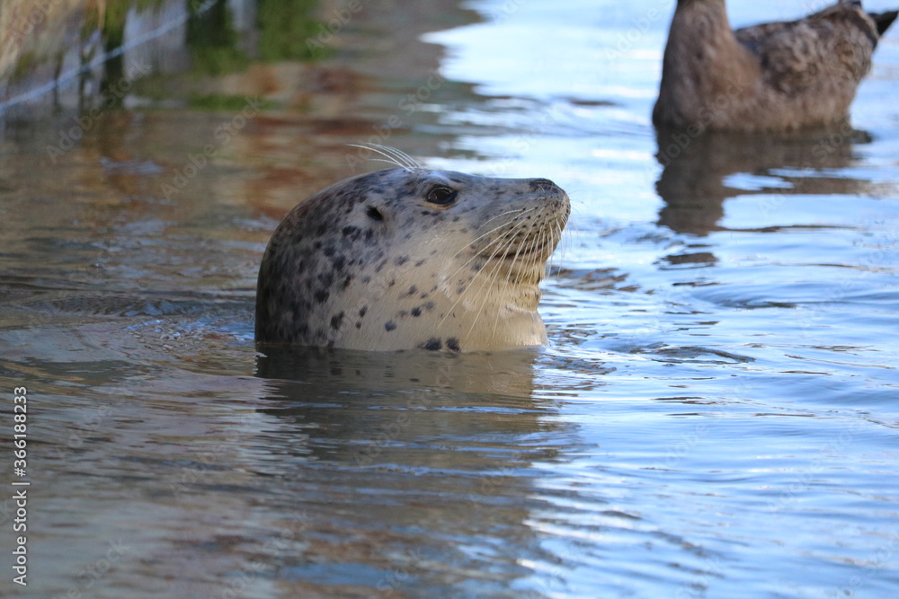 Fototapeta premium Close up of harbor seal