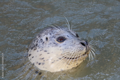 Close up of harbor seal