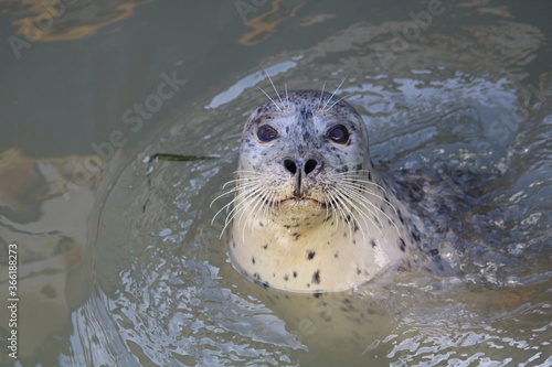 Close up of harbor seal