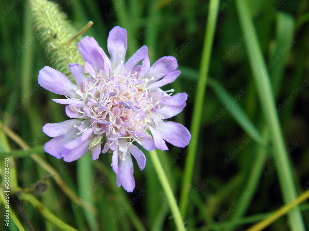 gentle lilac Scabiosa, pincushion flowers on a blury green background, selective focus gentle lilac Scabiosa, pincushion flowers on a blury green background, selective focus