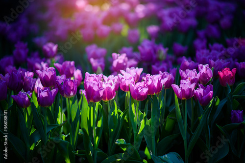 Fototapeta Naklejka Na Ścianę i Meble -  Beautiful  purple pink tulips flower in the garden at morning with sunlight