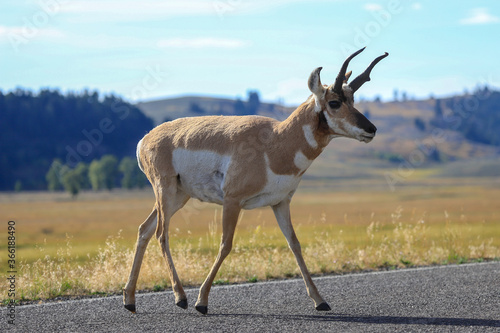 Pronghorn Antelope crossing the road in Yellowstone National Park © Steve