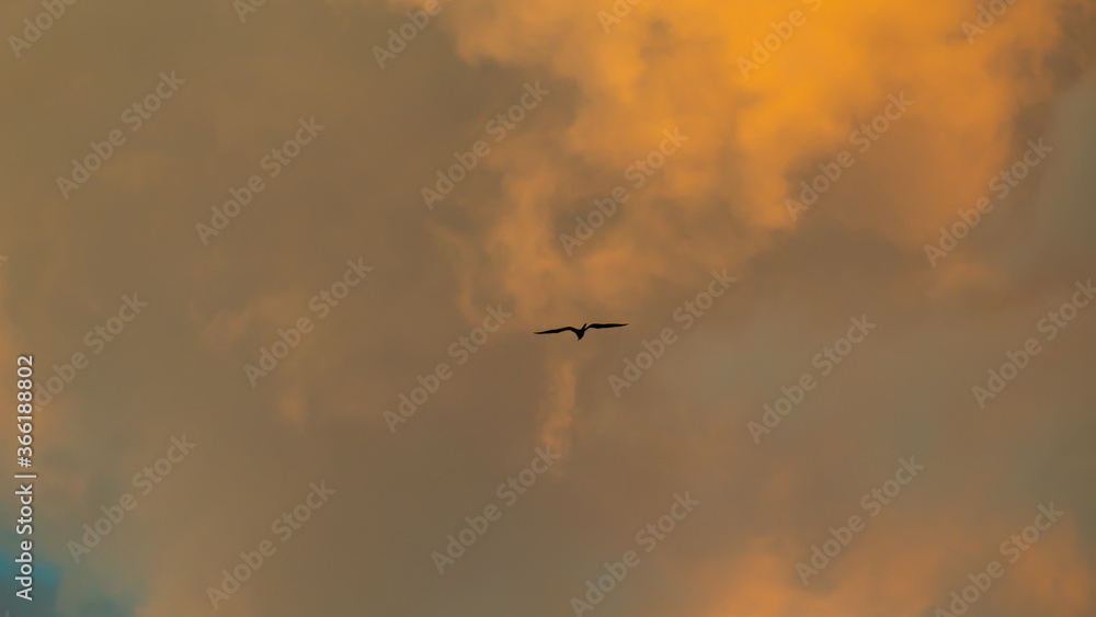 Pássaro voando ao pôr-do-sol sob lindas nuvens de tempestade