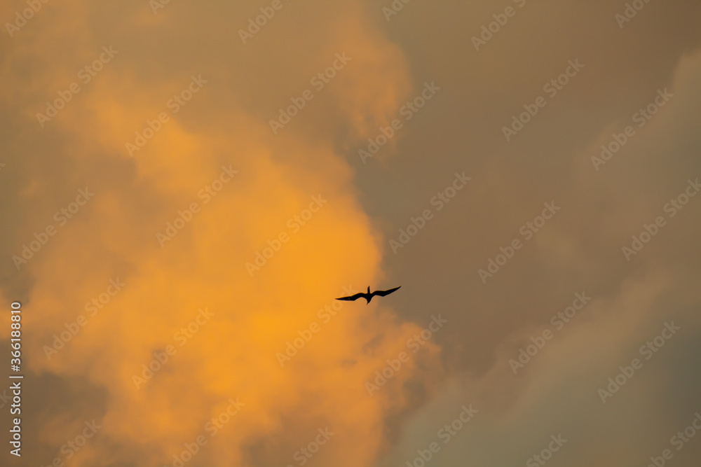Gaivota voando ao pôr-do-sol sob nuvens de tempestade Gaivota voando ao pôr-do-sol sob nuvens de tempestade