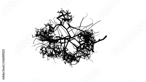 Solid black cracks transforming on white background. 3d animation rendering. Pulsing , growing movement .  photo