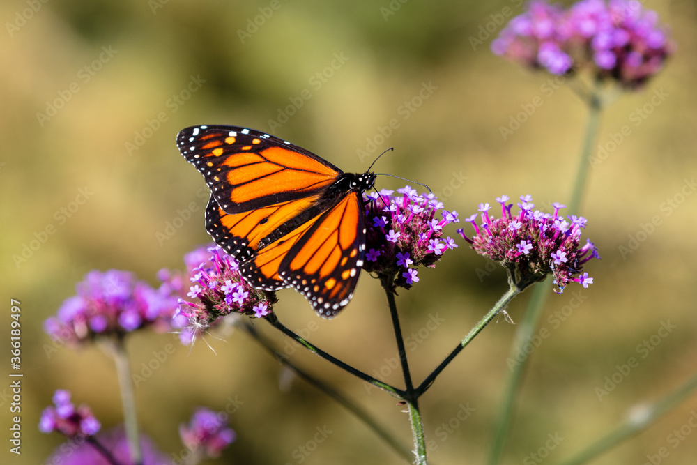 Naklejka premium closeup of butterfly
