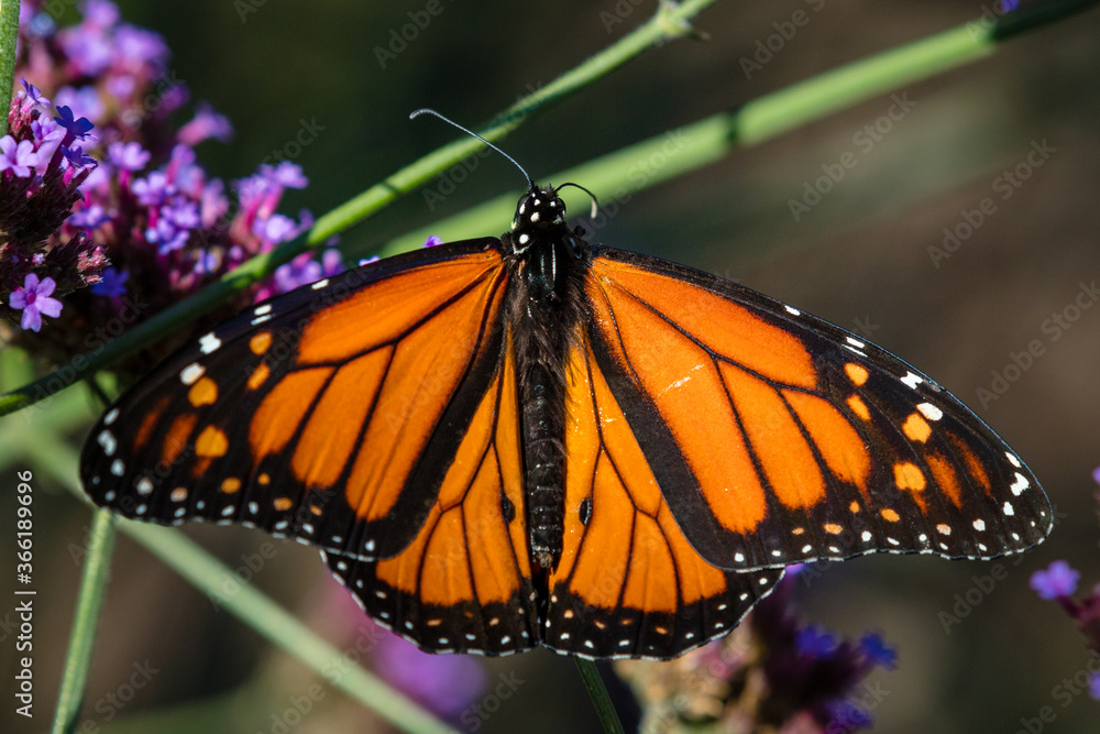 Fototapeta premium Closeup of butterfly on little flowers