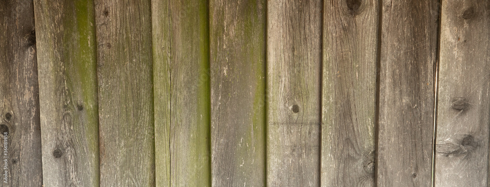 Fototapeta premium Old Wooden Fence with Mild Green Growth Textured Background