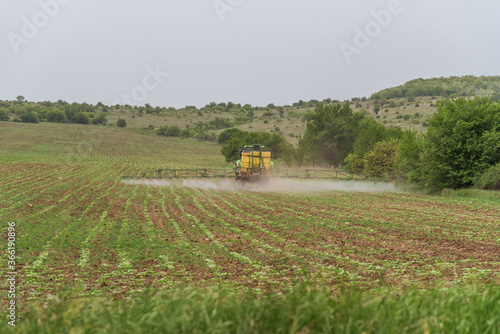 Tractor spraying wheat field.