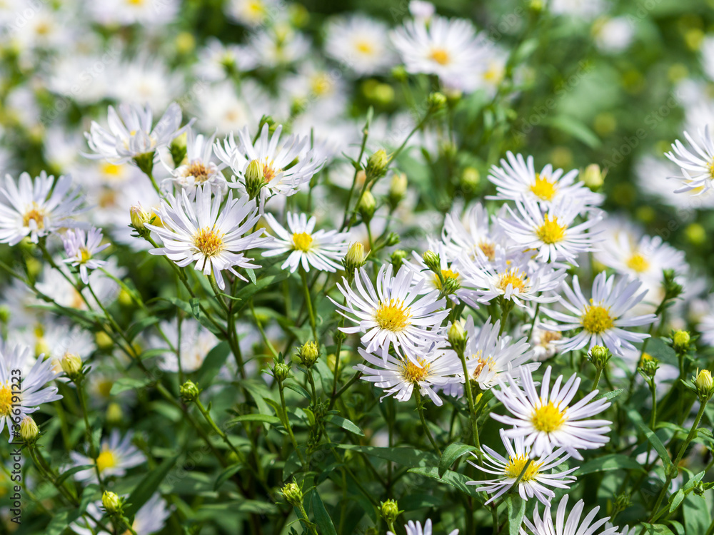 Fototapeta premium Chamomile in the flowerbed. Small white flowers among green grass. Summer day
