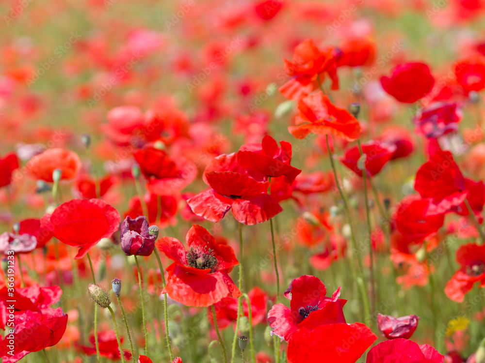 Red poppies bloom on a green field. Summer day