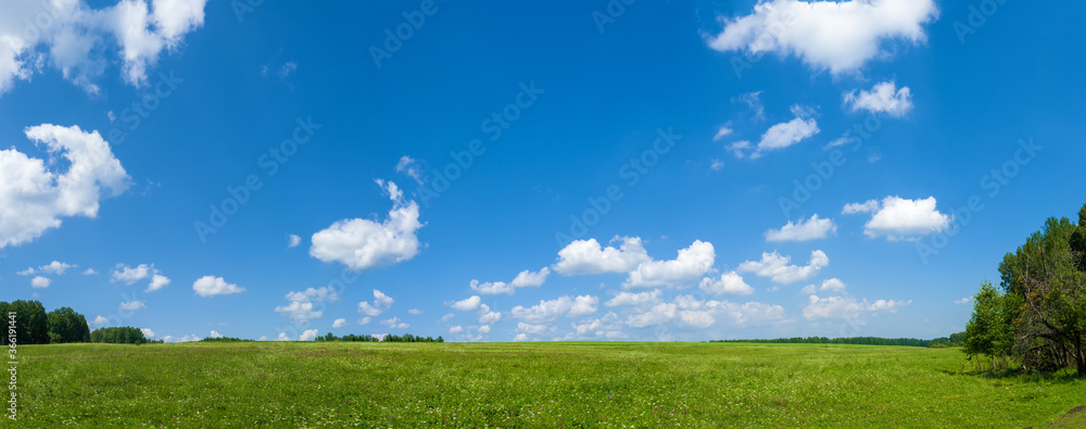 Panorama green meadows and fields. White clouds in the blue sky. Summer sunny day