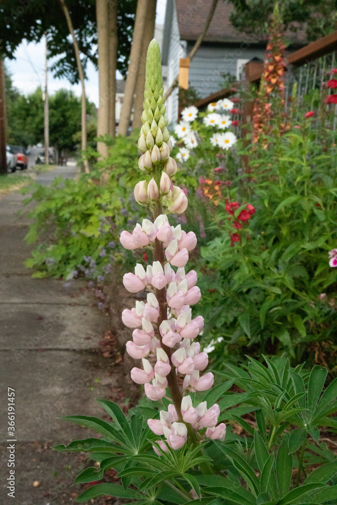 Blooming Lupine