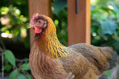 Brown Welsumer (Welsummer) Chicken Hen Posing on the Patio photo