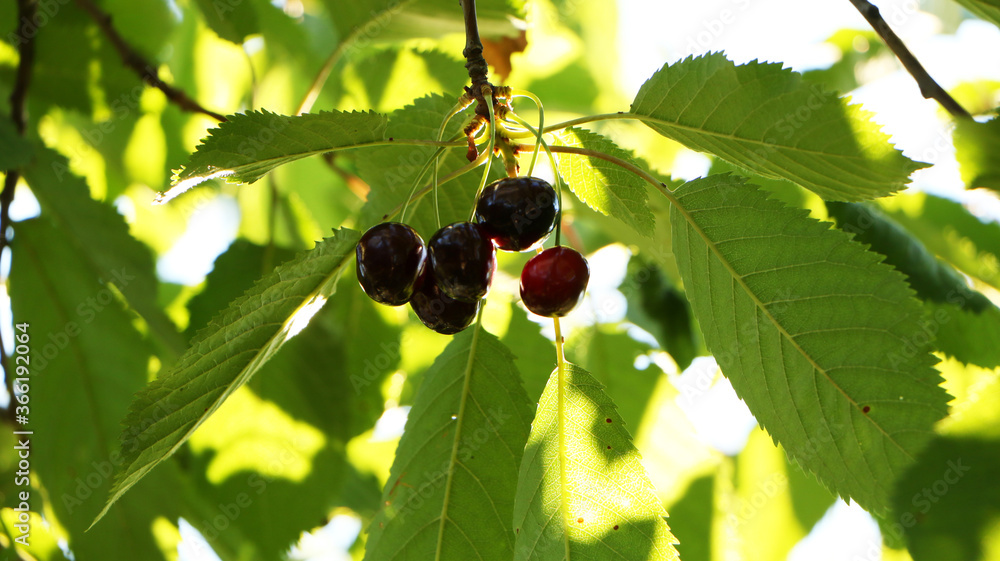 Cherry berries hang on a tree against a blue sky Cherry berries hang on a tree against a blue sky