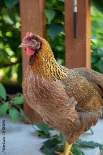 Brown Welsumer (Welsummer) Chicken Hen Posing on the Patio